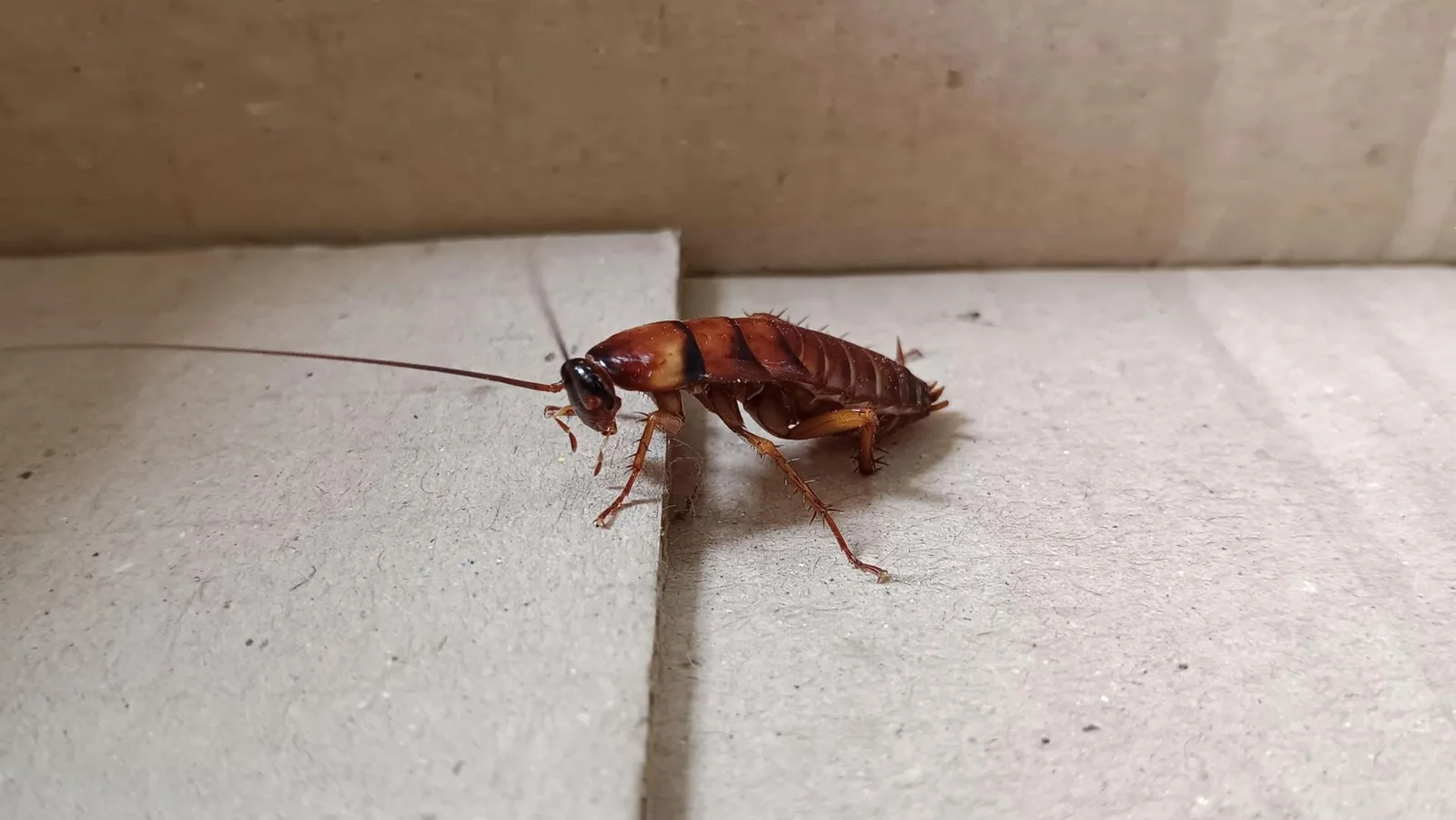 Cafard blatte - Traitement désinsectisation New Cap Business Casablanca