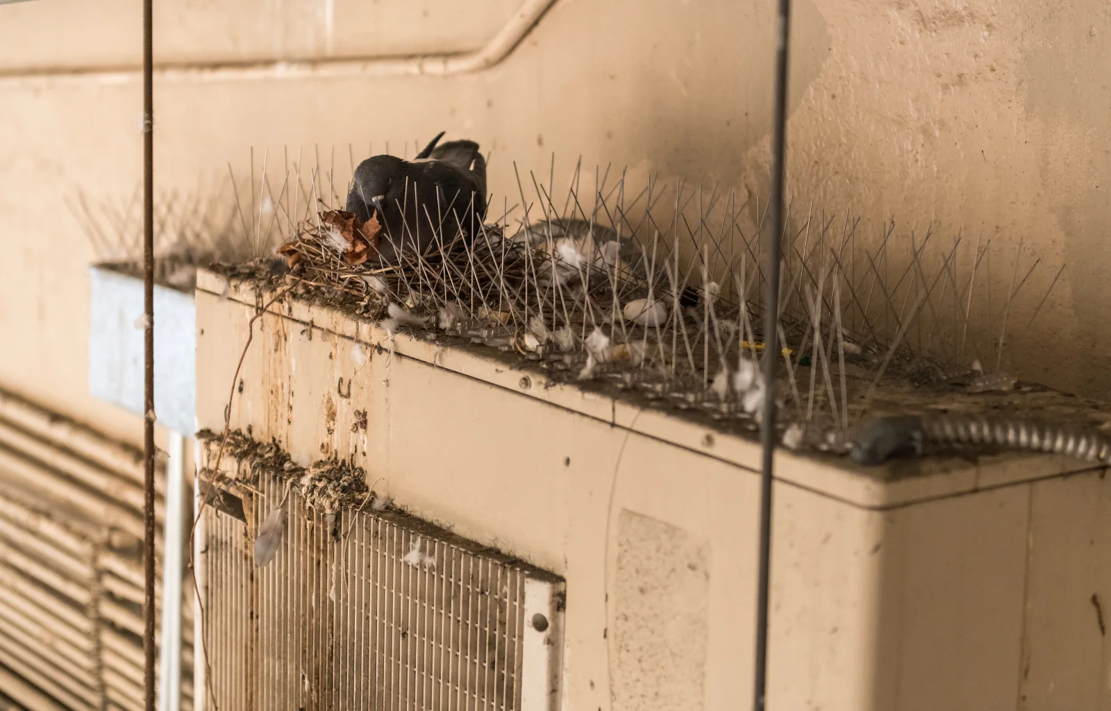 Service de dépigeonnisation, éloignement pigeons Maroc