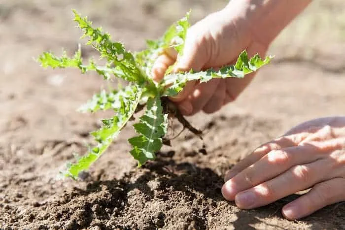 Désherbage manuel dans un potager