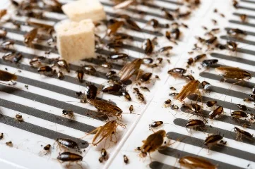 Service de désinsectisation contre insectes Maroc