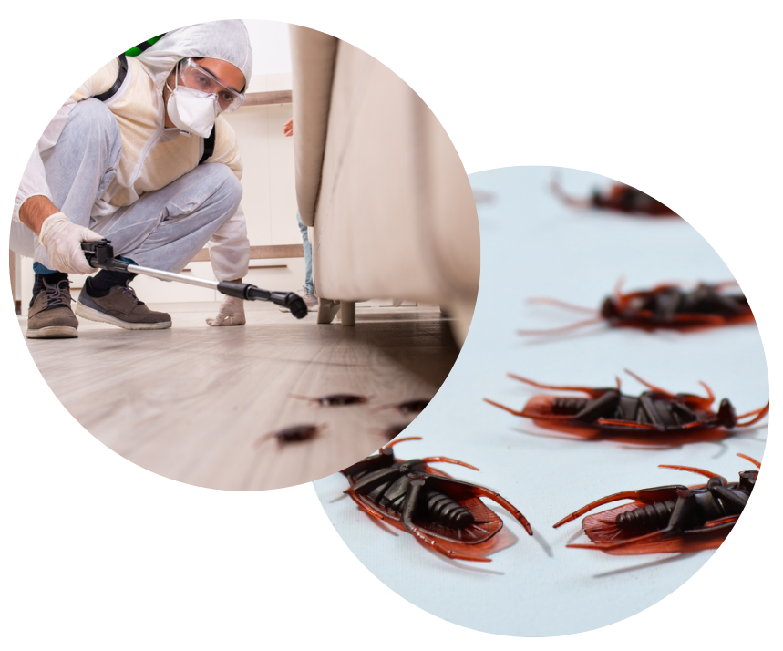 Insecte nuisible à traiter - Désinsectisation New Cap Business Maroc