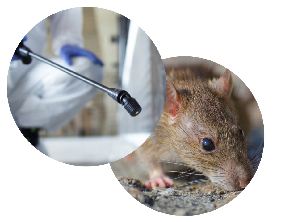 Rat capturé en cage - Dératisation efficace New Cap Business Maroc